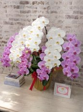 画像2: 【※超大型送料5,800円】新商品！【紅白胡蝶蘭　(こうはくこちょうらん)　７本立て】＊白・ピンク＊（大輪）＜７つの特典付き！＞〈約高さ１００ｃｍ、横幅１００ｃｍ、奥行き６０ｃｍ〉85輪以上 (2)