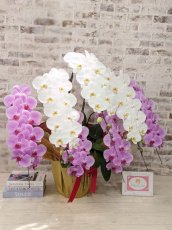 画像3: 【※超大型送料5,800円】新商品！【紅白胡蝶蘭　(こうはくこちょうらん)　７本立て】＊白・ピンク＊（大輪）＜７つの特典付き！＞〈約高さ１００ｃｍ、横幅１００ｃｍ、奥行き６０ｃｍ〉85輪以上 (3)