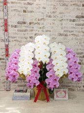 画像5: 【※超大型送料5,800円】新商品！【紅白胡蝶蘭　(こうはくこちょうらん)　７本立て】＊白・ピンク＊（大輪）＜７つの特典付き！＞〈約高さ１００ｃｍ、横幅１００ｃｍ、奥行き６０ｃｍ〉85輪以上 (5)