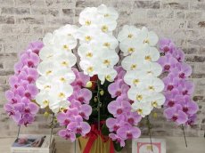 画像4: 【※超大型送料5,800円】新商品！【紅白胡蝶蘭　(こうはくこちょうらん)　７本立て】＊白・ピンク＊（大輪）＜７つの特典付き！＞〈約高さ１００ｃｍ、横幅１００ｃｍ、奥行き６０ｃｍ〉85輪以上 (4)