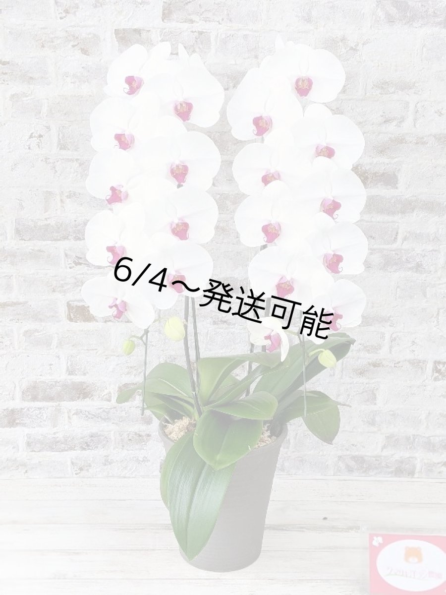 画像6: 新商品！赤リップ胡蝶蘭『舞姫（まいひめ）シロアカ』(２本立)＜７つの特典付き！＞〈約高さ８５ｃｍ、横幅４５ｃｍ、奥行き４５ｃｍ〉24輪以上 (6)