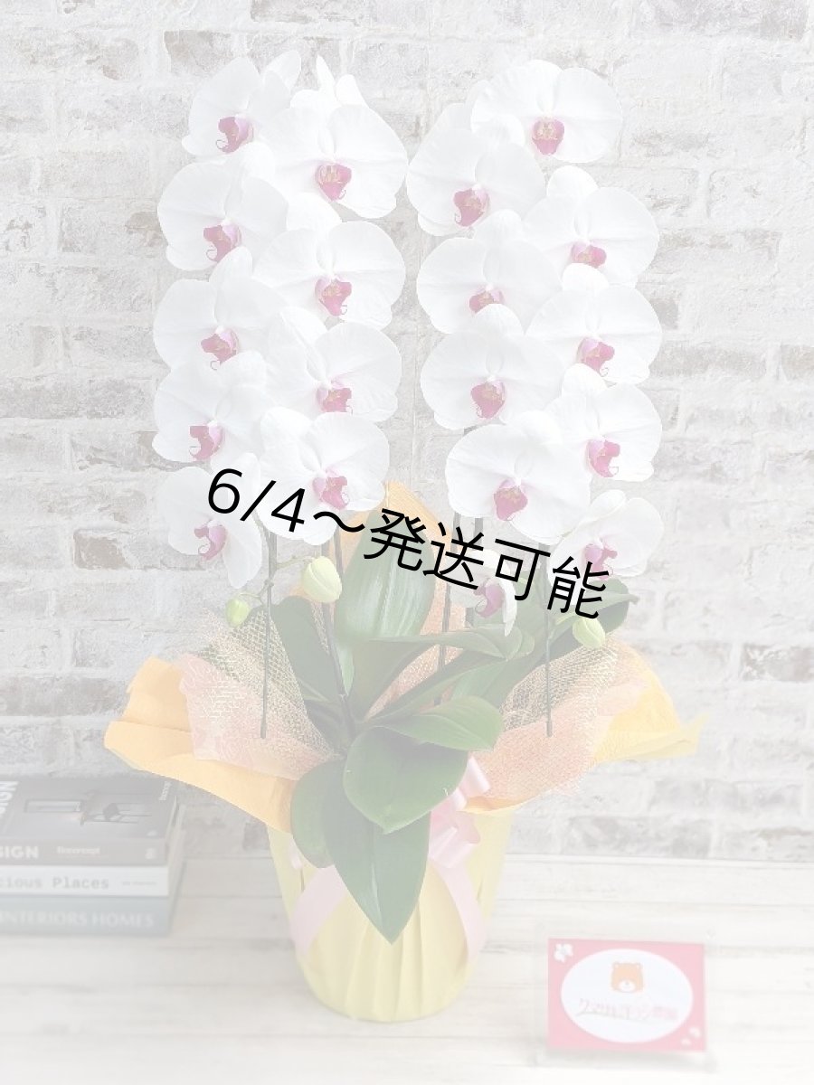 画像1: 新商品！赤リップ胡蝶蘭『舞姫（まいひめ）シロアカ』(２本立)＜７つの特典付き！＞〈約高さ８５ｃｍ、横幅４５ｃｍ、奥行き４５ｃｍ〉24輪以上 (1)