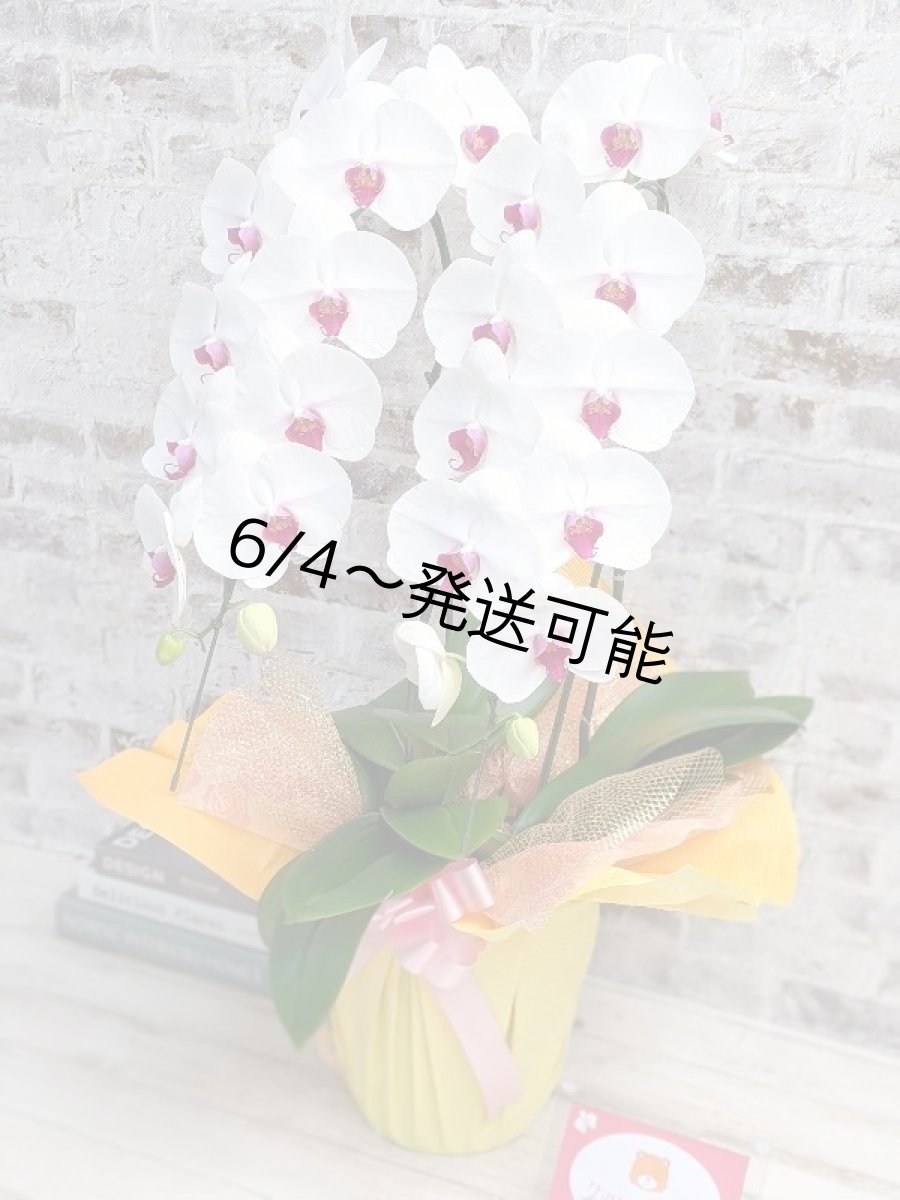 画像2: 新商品！赤リップ胡蝶蘭『舞姫（まいひめ）シロアカ』(２本立)＜７つの特典付き！＞〈約高さ８５ｃｍ、横幅４５ｃｍ、奥行き４５ｃｍ〉24輪以上 (2)