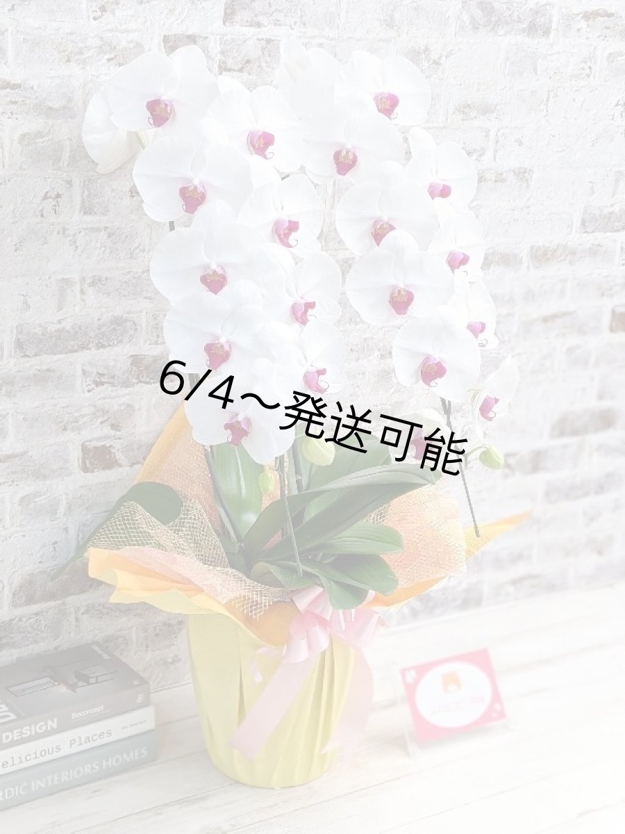 画像3: 新商品！赤リップ胡蝶蘭『舞姫（まいひめ）シロアカ』(２本立)＜７つの特典付き！＞〈約高さ８５ｃｍ、横幅４５ｃｍ、奥行き４５ｃｍ〉24輪以上 (3)