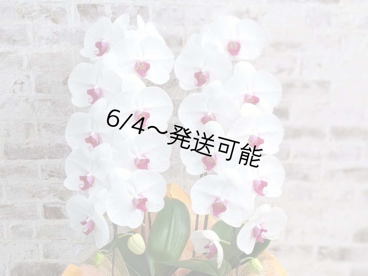 画像4: 新商品！赤リップ胡蝶蘭『舞姫（まいひめ）シロアカ』(２本立)＜７つの特典付き！＞〈約高さ８５ｃｍ、横幅４５ｃｍ、奥行き４５ｃｍ〉24輪以上 (4)