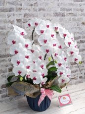 画像3: 【※大型送料3,800円】新商品！赤リップ胡蝶蘭『舞姫（まいひめ）シロアカ』(５本立)＜７つの特典付き！＞〈約高さ９５ｃｍ、横幅６０ｃｍ、奥行き５５ｃｍ〉55輪以上 (3)