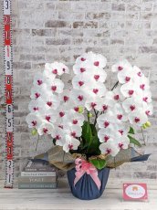 画像5: 【※大型送料3,800円】新商品！赤リップ胡蝶蘭『舞姫（まいひめ）シロアカ』(５本立)＜７つの特典付き！＞〈約高さ９５ｃｍ、横幅６０ｃｍ、奥行き５５ｃｍ〉55輪以上 (5)