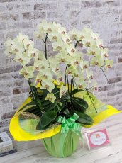 画像3: 超希少！イエロー胡蝶蘭‘日の出’　(中)　ミディサイズ(５本立)＜７つの特典付き！＞〈約高さ８０ｃｍ、横幅５５ｃｍ、奥行き５０ｃｍ〉58輪以上 (3)