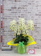 画像5: 超希少！イエロー胡蝶蘭‘日の出’　(中)　ミディサイズ(５本立)＜７つの特典付き！＞〈約高さ８０ｃｍ、横幅５５ｃｍ、奥行き５０ｃｍ〉58輪以上 (5)