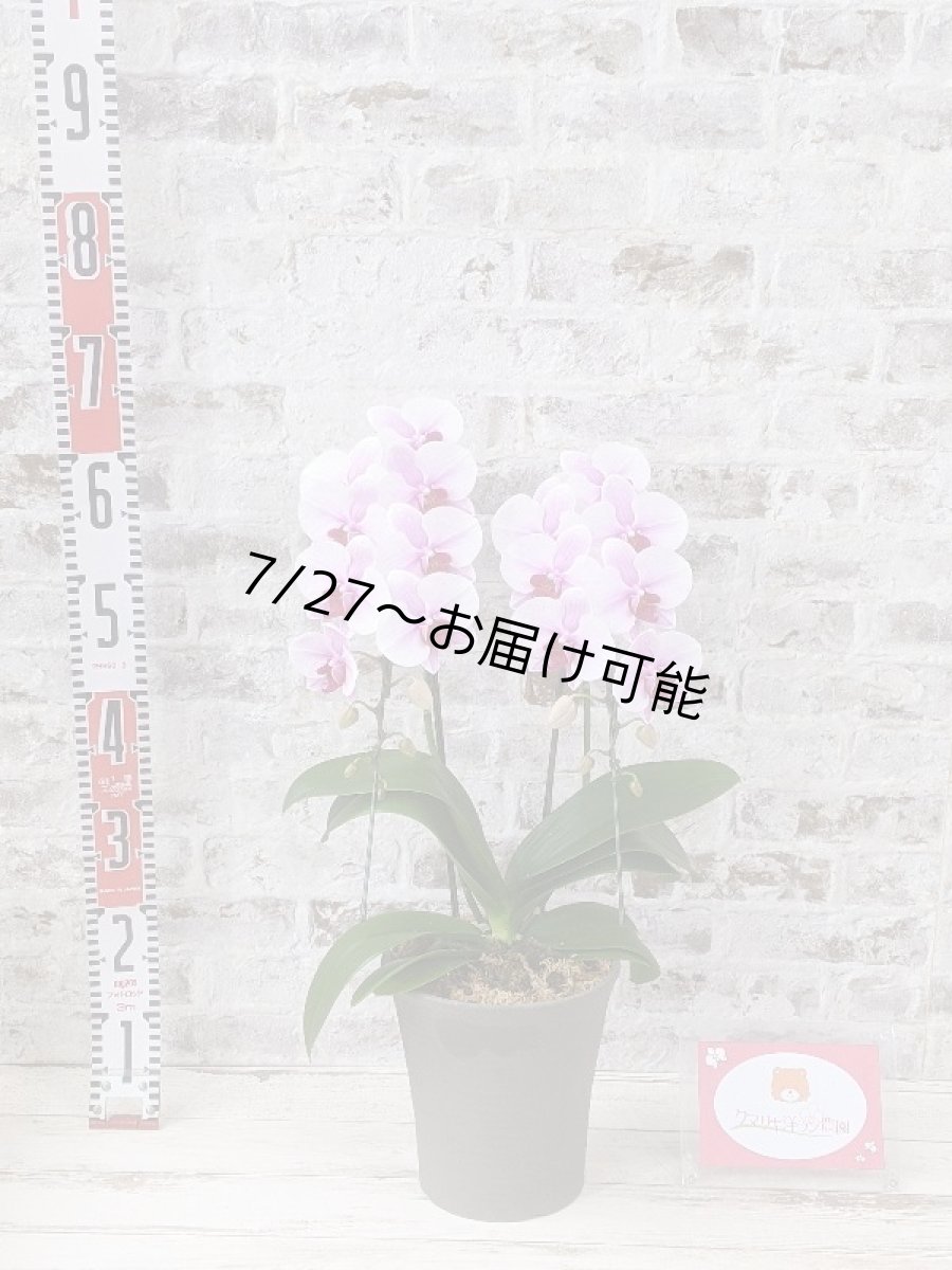 画像7: 【送料込み価格】☆ピンクのリップが愛らしいミディ系胡蝶蘭！『コンパクト＊乙姫（おとひめ）』＊２本立＊＜７つの特典付き！＞〈約高さ５５ｃｍ、横幅３５ｃｍ、奥行き３５ｃｍ〉22輪以上 (7)