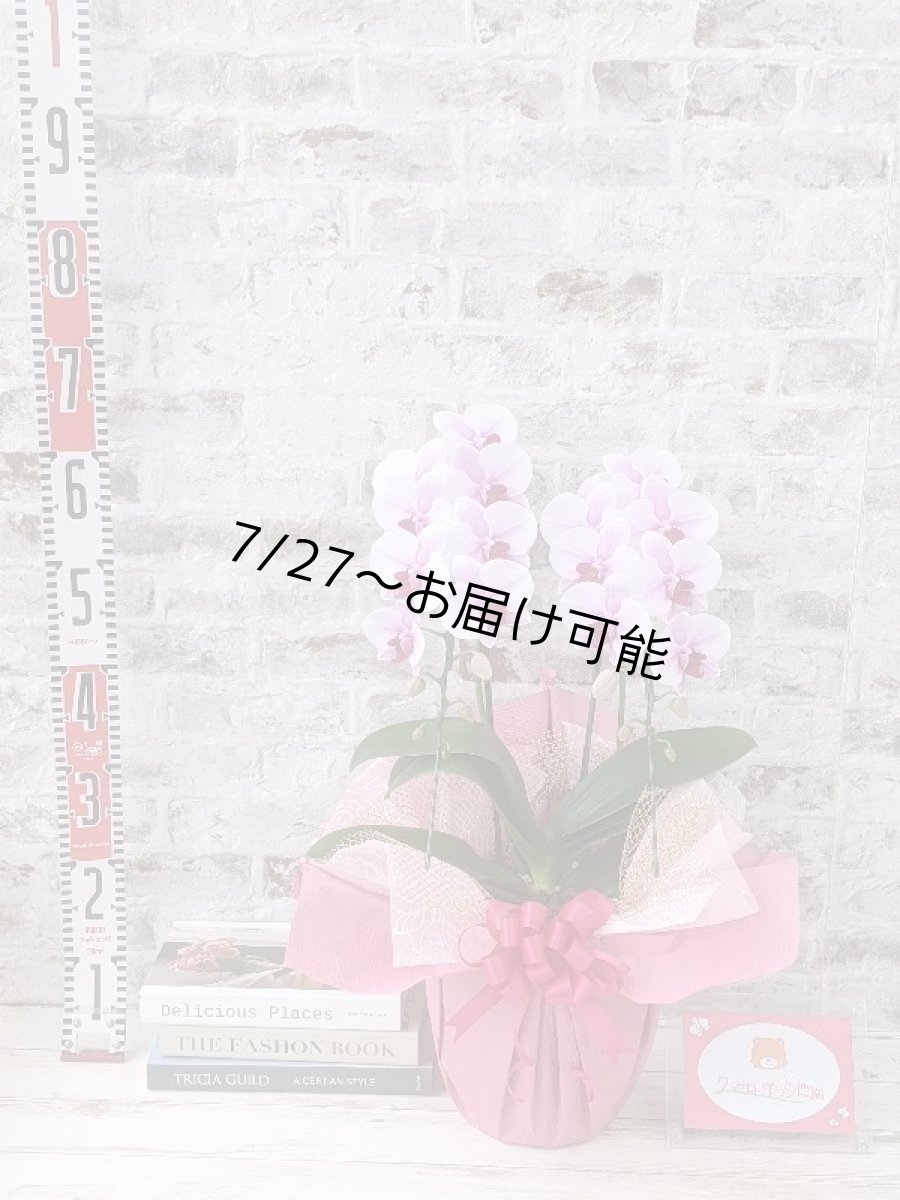画像4: 【送料込み価格】☆ピンクのリップが愛らしいミディ系胡蝶蘭！『コンパクト＊乙姫（おとひめ）』＊２本立＊＜７つの特典付き！＞〈約高さ５５ｃｍ、横幅３５ｃｍ、奥行き３５ｃｍ〉22輪以上 (4)