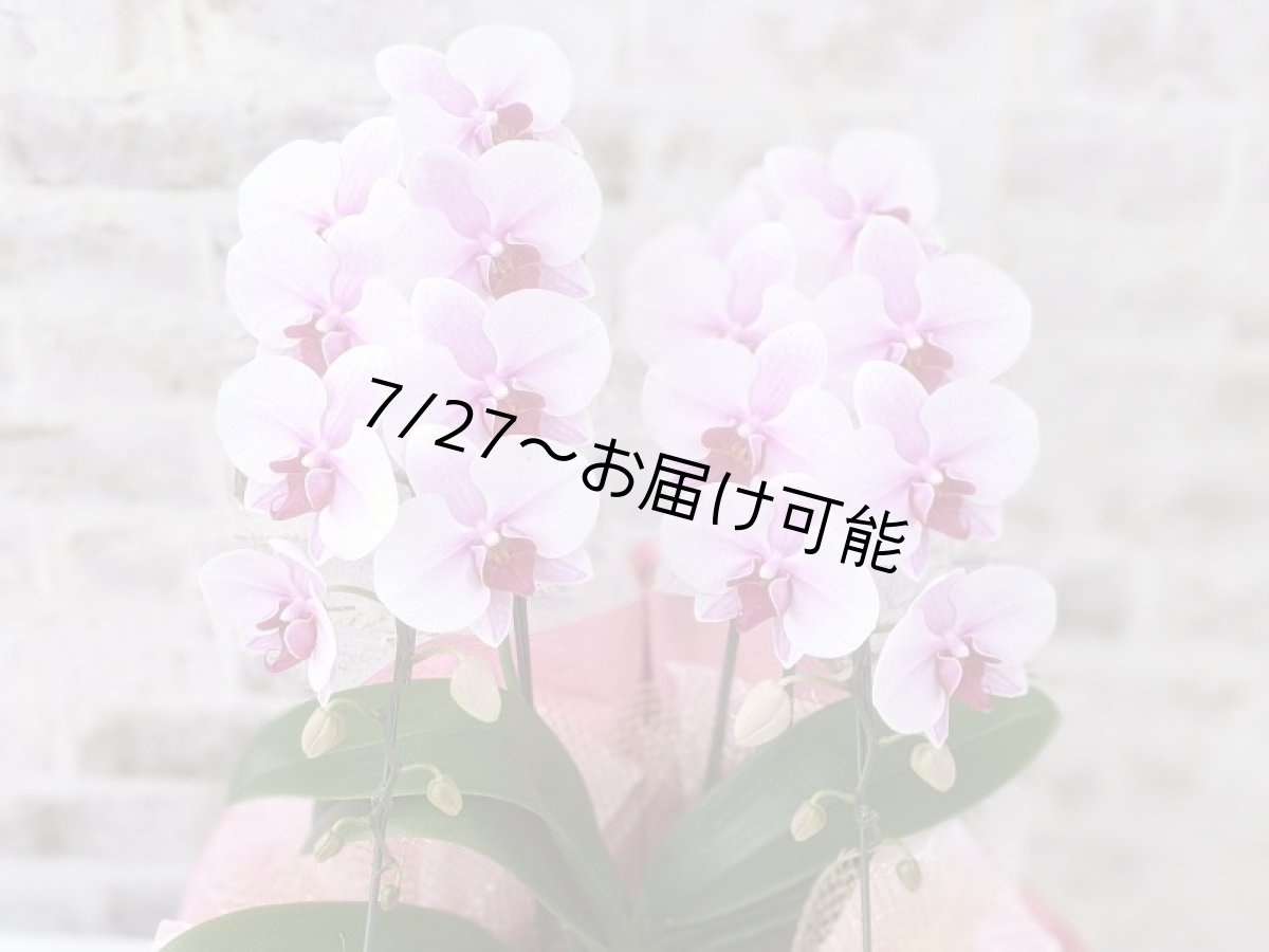 画像5: 【送料込み価格】☆ピンクのリップが愛らしいミディ系胡蝶蘭！『コンパクト＊乙姫（おとひめ）』＊２本立＊＜７つの特典付き！＞〈約高さ５５ｃｍ、横幅３５ｃｍ、奥行き３５ｃｍ〉22輪以上 (5)