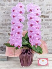 画像1: さくら色大輪胡蝶蘭『ハッピー・ストリーム』＊Ｌサイズ＊(２本立)＜７つの特典付き！＞ (1)