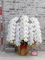 画像5: 【※超大型送料5,800円】【特選級　鳴滝清流こちょうらん　５本立】＊白＊（巨大輪）＜７つの特典付き！＞〈約１００ｃｍ、横幅９０ｃｍ、奥行き６０ｃｍ〉75輪以上 (5)