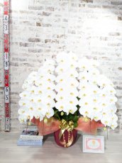 画像5: 【※超大型送料5,800円】【上級　鳴滝清流こちょうらん　５本立】＊白＊（大輪）＜７つの特典付き！＞〈約９５ｃｍ、横幅９０ｃｍ、奥行き５０ｃｍ〉65輪以上 (5)