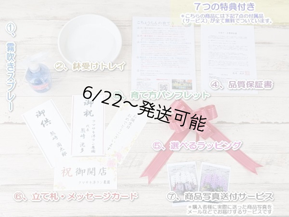 画像9: 【全国洋ラン品評会受賞品種】ミディ系ホワイト胡蝶蘭！『リトルシルキー』＊３本立＊＜７つの特典付き！＞〈約高さ７５ｃｍ、横幅５０ｃｍ、奥行き５０ｃｍ〉５５輪以上 (9)