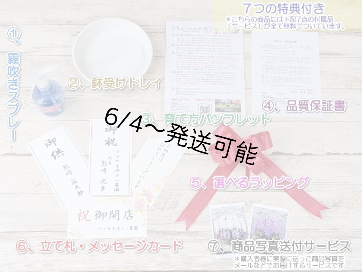画像7: 新商品！赤リップ胡蝶蘭『舞姫（まいひめ）シロアカ』(２本立)＜７つの特典付き！＞〈約高さ８５ｃｍ、横幅４５ｃｍ、奥行き４５ｃｍ〉24輪以上 (7)