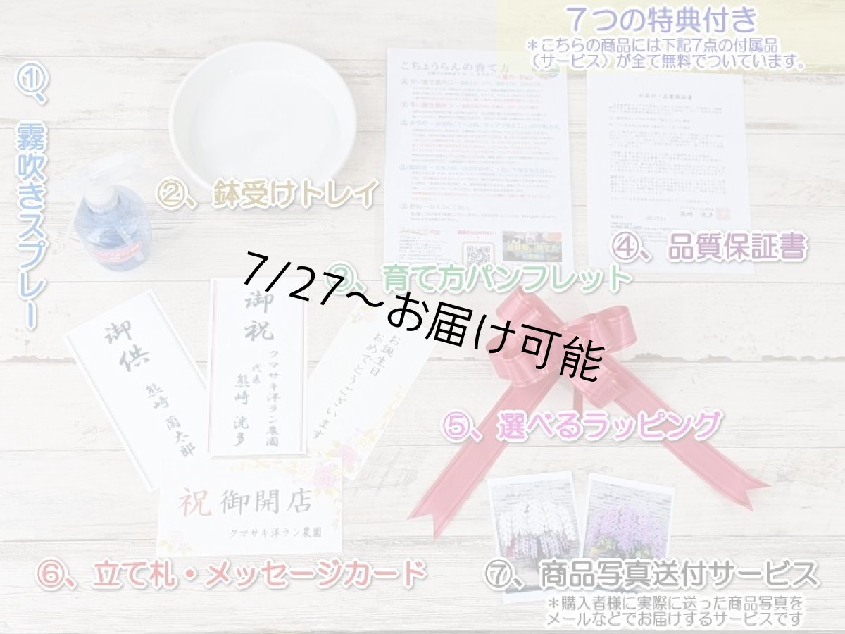 画像6: 【送料込み価格】☆ピンクのリップが愛らしいミディ系胡蝶蘭！『コンパクト＊乙姫（おとひめ）』＊２本立＊＜７つの特典付き！＞〈約高さ５５ｃｍ、横幅３５ｃｍ、奥行き３５ｃｍ〉22輪以上 (6)