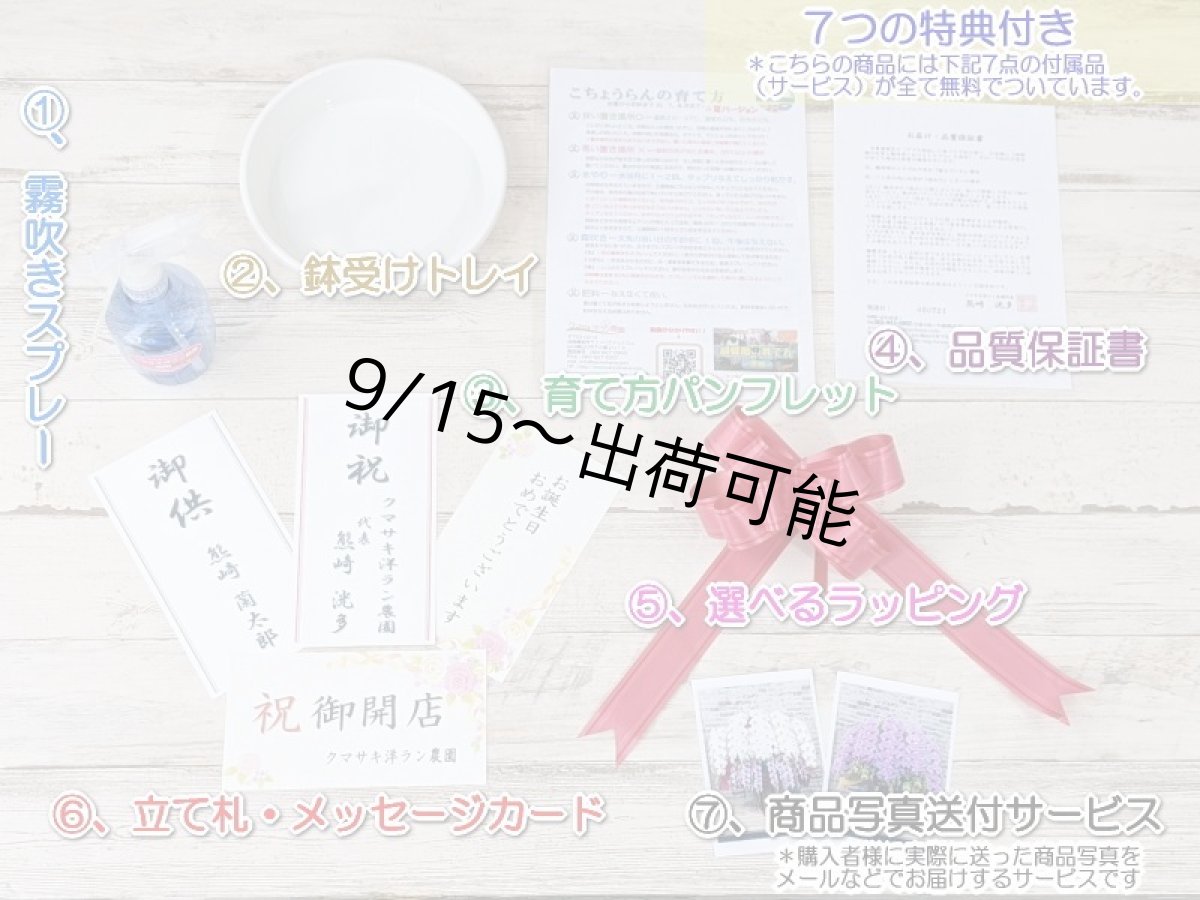 画像7: 【農林水産大臣賞受賞品種】ミディ系ピンク胡蝶蘭！『乙姫（おとひめ）』＊５本立＊＜７つの特典付き！＞〈約高さ８０ｃｍ、横幅５０ｃｍ、奥行き５０ｃｍ〉８０輪以上 (7)