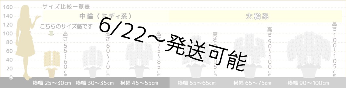 画像6: 【全国洋ラン品評会受賞品種】ミディ系ホワイト胡蝶蘭！『リトルシルキー』＊２本立＊＜７つの特典付き！＞〈約高さ６５ｃｍ、横幅４０ｃｍ、奥行き４５ｃｍ〉３８輪以上 (6)