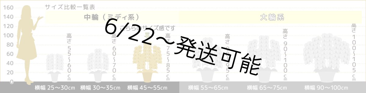 画像7: 【全国洋ラン品評会受賞品種】ミディ系ホワイト胡蝶蘭！『リトルシルキー』＊５本立＊＜７つの特典付き！＞〈約高さ８０ｃｍ、横幅６０ｃｍ、奥行き５０ｃｍ〉８０輪以上 (7)