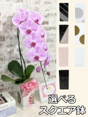 画像1: 【送料込み価格】☆鉢も楽しむ！7種の『スクエア鉢』☆華やかなピンク大輪胡蝶蘭＊角鉢＊１本立＊＜７つの特典付き！＞〈約高さ80ｃｍ、横幅25ｃｍ、奥行き35ｃｍ〉11輪以上＜squareシリーズ＞ (1)