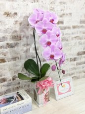 画像3: 【送料込み価格】☆鉢も楽しむ！7種の『スクエア鉢』☆華やかなピンク大輪胡蝶蘭＊角鉢＊１本立＊＜７つの特典付き！＞〈約高さ80ｃｍ、横幅25ｃｍ、奥行き35ｃｍ〉11輪以上＜squareシリーズ＞ (3)