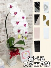 画像1: 【送料込み価格】☆鉢も楽しむ！7種の『スクエア鉢』☆根強い人気のシロアカ大輪胡蝶蘭＊角鉢＊１本立＊＜７つの特典付き！＞〈約高さ80ｃｍ、横幅25ｃｍ、奥行き35ｃｍ〉11輪以上＜squareシリーズ＞ (1)