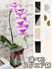 画像1: 【送料込み価格】☆鉢も楽しむ！7種の『スクエア鉢』☆スタイリッシュで独創的【パープル・シオン】＊角鉢＊１本立＊＜７つの特典付き！＞〈約高さ80ｃｍ、横幅25ｃｍ、奥行き35ｃｍ〉11輪以上＜squareシリーズ＞ (1)