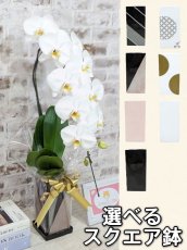 画像1: 【送料込み価格】☆鉢も楽しむ！7種の『スクエア鉢』☆純白の白が美しい！定番の白大輪胡蝶蘭＊角鉢＊１本立＊＜７つの特典付き！＞〈約高さ80ｃｍ、横幅25ｃｍ、奥行き35ｃｍ〉11輪以上＜squareシリーズ＞ (1)