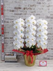 画像5: 【※大型送料3,800円】【上級　鳴滝清流こちょうらん　３本立】＊白＊（大輪）＜７つの特典付き！＞〈約高さ９５ｃｍ、横幅６５ｃｍ、奥行き５０ｃｍ〉40-43輪 (5)
