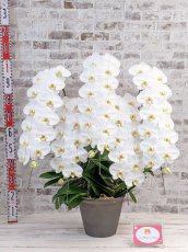 画像6: 【※超大型送料5,800円】【上級　鳴滝清流こちょうらん　５本立】＊白＊（大輪）＜７つの特典付き！＞〈約９５ｃｍ、横幅９０ｃｍ、奥行き５０ｃｍ〉65輪以上 (6)