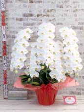 画像5: 【※超大型送料5,800円】【上級　鳴滝清流こちょうらん　５本立】＊白＊（大輪）＜７つの特典付き！＞〈約９５ｃｍ、横幅９０ｃｍ、奥行き５０ｃｍ〉65輪以上 (5)