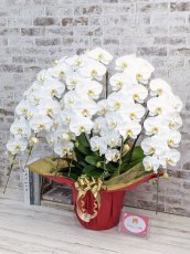 画像2: 【※超大型送料5,800円】【プレミアム　鳴滝清流胡蝶蘭（なるたきせいりゅうこちょうらん）　７本立て】＊白＊(大輪)＜７つの特典付き！＞〈約高さ１０３ｃｍ、横幅１００ｃｍ、奥行き６０ｃｍ〉85輪以上 (2)