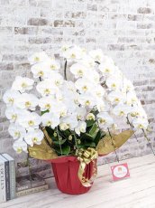画像3: 【※超大型送料5,800円】【プレミアム　鳴滝清流胡蝶蘭（なるたきせいりゅうこちょうらん）　７本立て】＊白＊(大輪)＜７つの特典付き！＞〈約高さ１０３ｃｍ、横幅１００ｃｍ、奥行き６０ｃｍ〉85輪以上 (3)