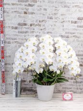 画像5: 【※超大型送料5,800円】【プレミアム　鳴滝清流胡蝶蘭（なるたきせいりゅうこちょうらん）　７本立て】＊白＊(大輪)＜７つの特典付き！＞〈約高さ１０３ｃｍ、横幅１００ｃｍ、奥行き６０ｃｍ〉85輪以上 (5)