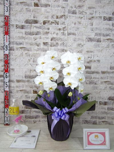 【お供え】お花の育て方のパンフレットや霧吹きなど同梱されており、 親切なお店から届けてもらえて良かったと感謝してました。