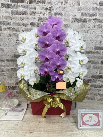 【就任祝い】1本ずつが鉢に入っていることをお伝えすると 「すごいですね！！」と、仰って頂けました。