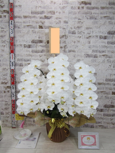 【開店祝い】本当に綺麗で立派な胡蝶蘭で、私も送り先の妹も大満足しています！