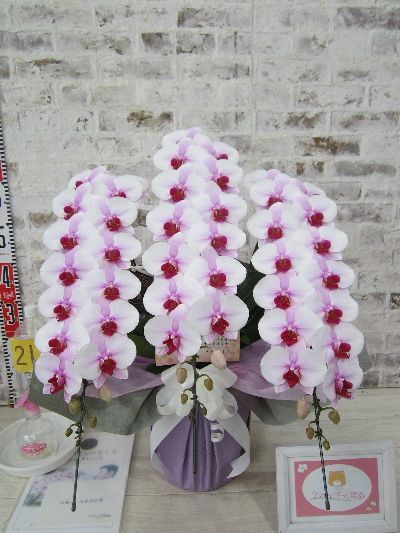 【お供え】お花も何枚も角度を変えて撮って頂き、メッセージカードを含めお写真で全て送って下さり、細やかな御配慮に心より感謝致しております。